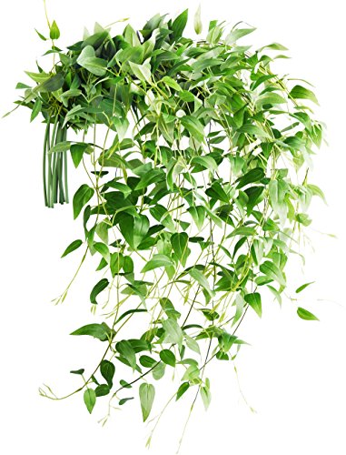 FiveSeasonStuff Artificial Hanging Clematis Silk Leaves for Trellis Fence Gazebo Baskets, 10 Vine Plant Garlands, for Autumn Fall Spring Summer (