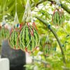 20 Pack Melon Hammocks Cradles, Melon Hammock for Trellis Heavy Duty Watermelon Nets, Pumpkin Support Hanging Bags for Growing Cantaloupes Honeyd