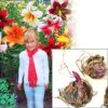2 Giant Mixed Tree Lily Bulb Large Flower Fragrant Summer Pernnial Garden Plant Corm Collection
