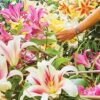 2 Giant Mixed Tree Lily Bulb Large Flower Fragrant Summer Pernnial Garden Plant Corm Collection