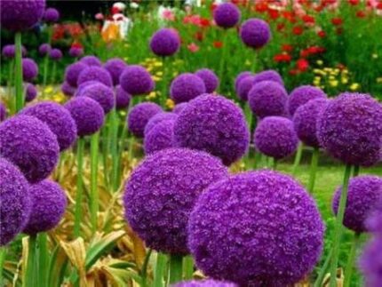 2 Outdoor Garden Giant Purple Allium Giganteum Onion Flower Bulbs