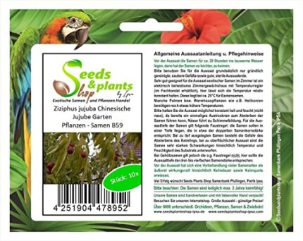 Pcs - 10x Ziziphus Jujuba Chinese Jujube Garden Plants - Seeds B59 & Plants Shop by Ipsa