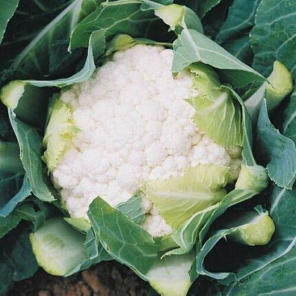 25 Seeds of Vegetable Cauliflower Boris F1