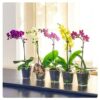 3 Elegant Moth Orchid Colourful Flower Plants in 9cm Pot Phalaenopsis Blume for House Indoor Decoration
