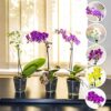 3 Elegant Moth Orchid Colourful Flower Plants in 9cm Pot Phalaenopsis Blume for House Indoor Decoration