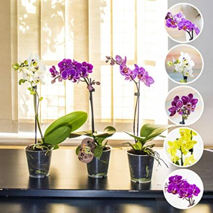 3 Elegant Moth Orchid Colourful Flower Plants in 9cm Pot Phalaenopsis Blume for House Indoor Decoration