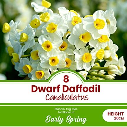 8 x Dwarf Daffodil Canaliculatus – Multi Flowering Scented Miniature – Perennial – Great for Patio Pots – for Your Beautiful Garden