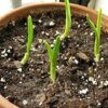 20 Seeds Cloves Music Porcelain Garlic UK Hardy Fresh for New Season Start Now