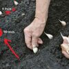 20 Seeds Cloves Music Porcelain Garlic UK Hardy Fresh for New Season Start Now