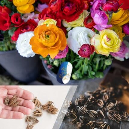 30 Ranunculus Asiaticus Mixed Colour Summer Flowering Bulbs Persian Buttercup Crowfoot Spring Blooms Cut Flower Hardy Perennial Garden Corms Size