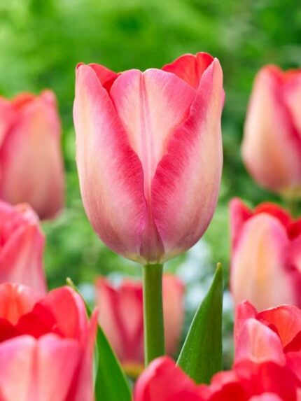Taylors Bulbs TP402 Tulip Pink Sound Bulbs 9 Pack