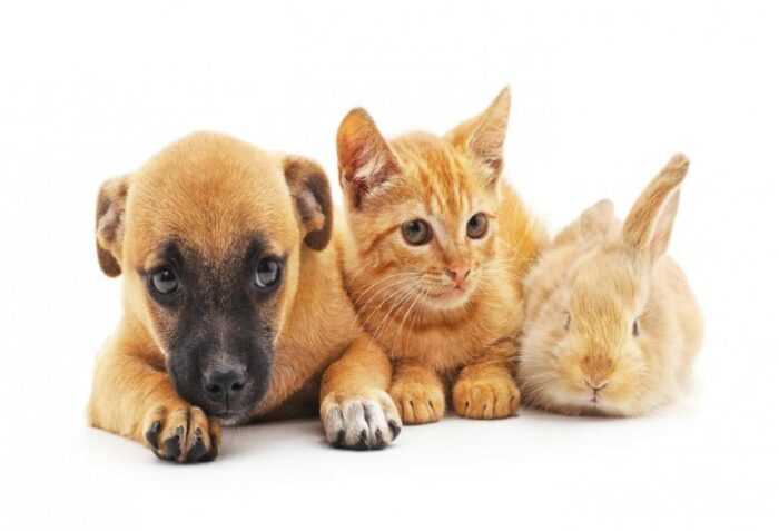 6 x Flea Killer Powder Indoor