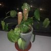 2 Pcs Plant Support Totem Pole Coir Moss Stick Stake Coco Coir Poles for Creepers Plant Support Extension Climbing Indoor Plants