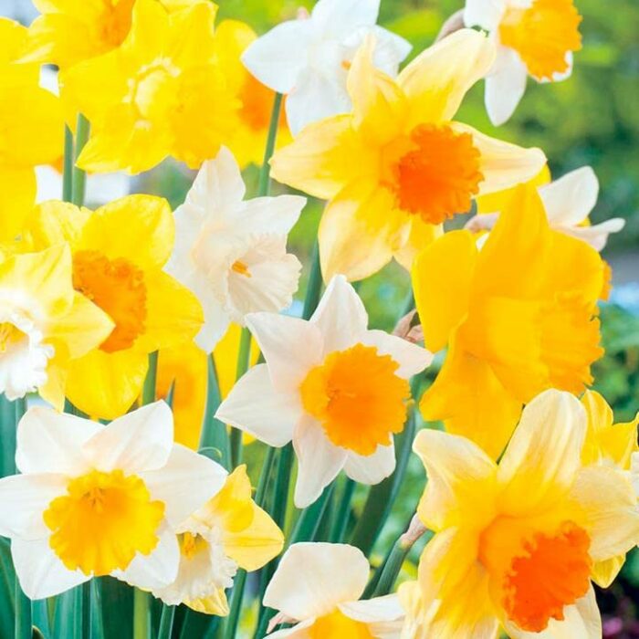 Blue Magic Design 100 Mix Daffodil Narcissus Garden Bulb Spring Flowering Tazetta Wisley Minnow