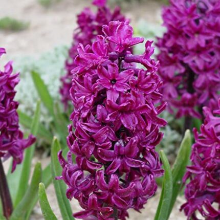 3 x Hyacinthus orientalis Woodstock - Beauty & Fragrance - Violet Blooms - Truly Unique Variety - for Your Beautiful Garden