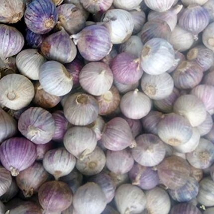Thai Elephant Garlic Solo Garlic, Similar Single Large Round Bulbs 5,10,20 (50)