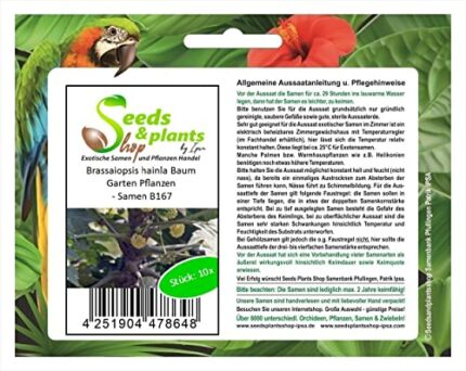 Pcs - 10x Brassaiopsis Hainla Tree Garden Plants - Seeds B167 Plants Shop Samenbank Pfullingen Patrik Ipsa