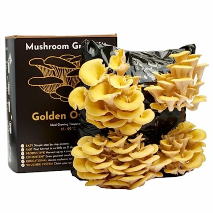 Urban Farm-It - Mushroom Growing Kit, XL Gold (Pleurotus Citrinopileatus), Easy to Use and Fast Growing, Includes Voucher to Claim Living Spawn S