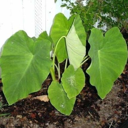 2 Giant Elephant Bulb Super Large Tropical Leaf Plant Edoe Taro Corm Fast Grow