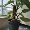 2 Pcs Plant Support Totem Pole Coir Moss Stick Stake Coco Coir Poles for Creepers Plant Support Extension Climbing Indoor Plants