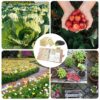 101Pcs Seed Storage Organizers, Resealable Self Sealing Seed Envelopes Seed Saver Packets Storage Box Garden Seed Storage Container Envelopes Org