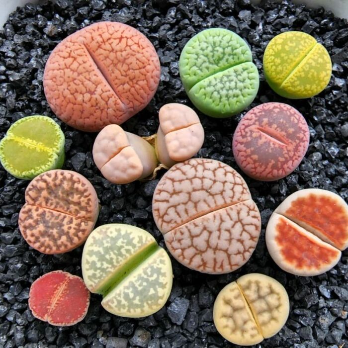 20 Lithops Live Plants 0.4 Inc, Mixed Lithops Living Stones Succulents Planting Ornament Flower Pot Planting Garden Gift