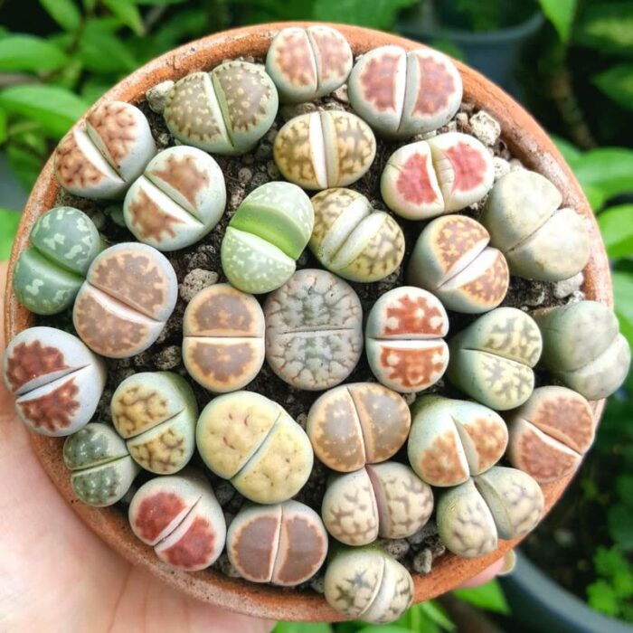 20 Lithops Live Plants 0.4 Inc, Mixed Lithops Living Stones Succulents Planting Ornament Flower Pot Planting Garden Gift