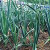 20 Seeds Cloves Music Porcelain Garlic UK Hardy Fresh for New Season Start Now