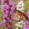 30 Liatris Spicata Gayfeather Spring Garden Bulb Corm Purple White Summer Flower