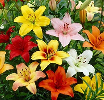 5 Light Pink Oriental Lily Bulbs Spring Bulbs-Highly Fragrant-Hardy Perennial