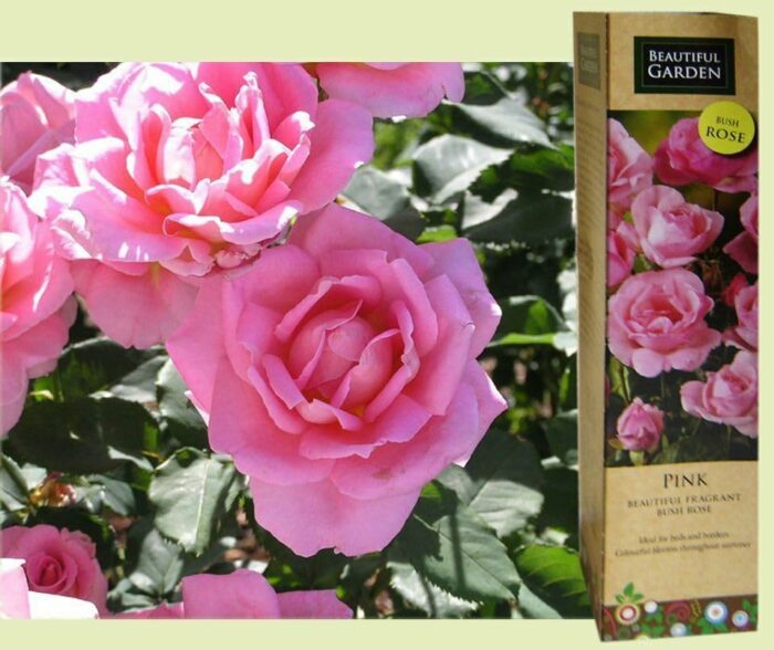 1 Gorgeous Fragrant Pink Bush Rose Bare Rooted Plant Shurb Trellises Outdoor Landscape Aroma Flowers Archway Garden Fences Pergola