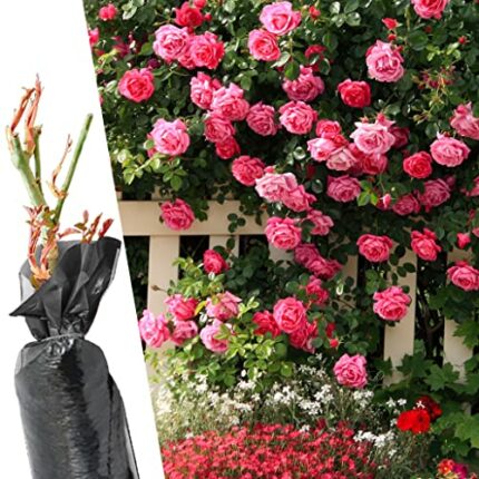 1 Fragrant Rosa Hybrid Tea Rose School Girl Pink Flower Bare Rooted Bush Plant - Brighten Garden Outdoor Landscape Shrub Border Walkway Vertical