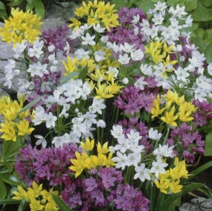 Pack of 10 Mixed Allium Bulbs