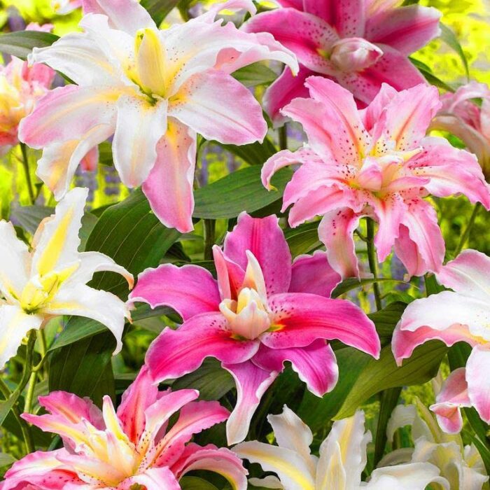 24 Mixed Colour Lilium Asiatic Lily Gardening Summer Flower Bulb Lilies Corm