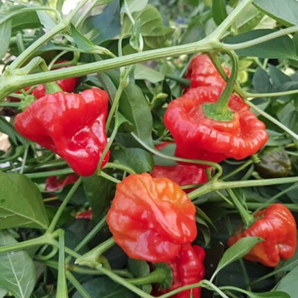 Jamaican Red Chili Pepper Seeds - Super Spicy Exotic Chili Plant Quality Heirloom Seed