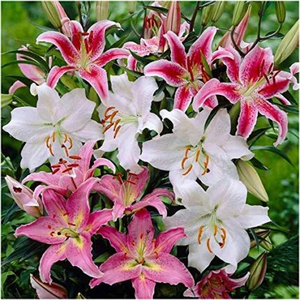 6 Mixed Lily Bulbs