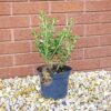 1 Olearia haasti Daisy Bush Flower in 16cm Pot Evergreen Outdoor