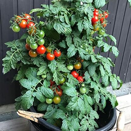 Tomato Seeds Mini Bell - Heirloom Cherry Tomato Plant Minibel Seed