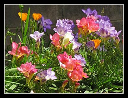 PACK OF 25 FREESIA FLOWERING BULBS (mixed colours)