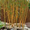 You Garden Phyllostachys Aureocaulis Yellow Bamboo 5L 1.2-1.5M Tall & Phyllostachys nigra (Black Bamboo) 3L Pot 30-40cm Thick Crown