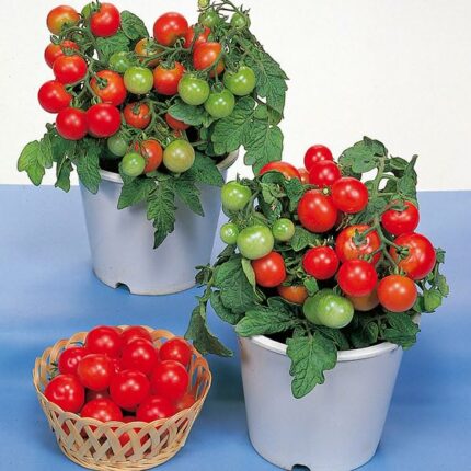 Tomato Seeds Red Robin - Heirloom Micro Dwarf Cherry Tomato Plant Seed