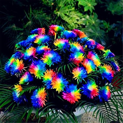 Hybrid Rainbow Chrysanthemum Flowers (200)