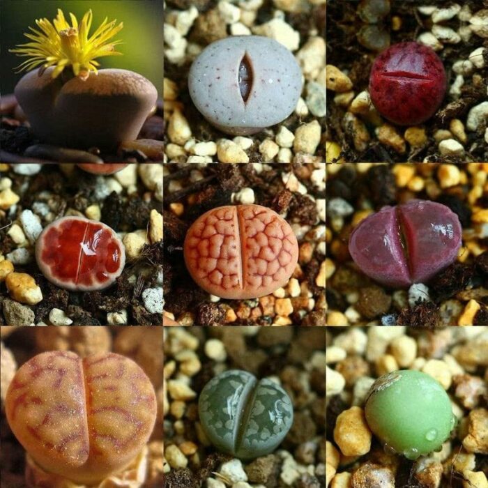 20 Lithops Live Plants 0.4 Inc, Mixed Lithops Living Stones Succulents Planting Ornament Flower Pot Planting Garden Gift