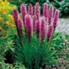 30 Liatris Spicata Gayfeather Spring Garden Bulb Corm Purple White Summer Flower