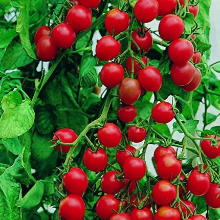 25 Seeds of Tomato Cherry Gardener's Delight Seeds Open Pollinated Variety