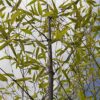 You Garden Phyllostachys Aureocaulis Yellow Bamboo 5L 1.2-1.5M Tall & Phyllostachys nigra (Black Bamboo) 3L Pot 30-40cm Thick Crown