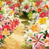 2 Giant Mixed Tree Lily Bulb Large Flower Fragrant Summer Pernnial Garden Plant Corm Collection