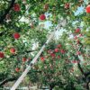 4.2M Apple Picker with Telescopic Handle, Fruit Picker, Fruit Picker Tool with Lightweight Stainless Steel Connecting Pole and Fabric Bag, Fruit