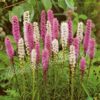 30 Liatris Spicata Gayfeather Spring Garden Bulb Corm Purple White Summer Flower