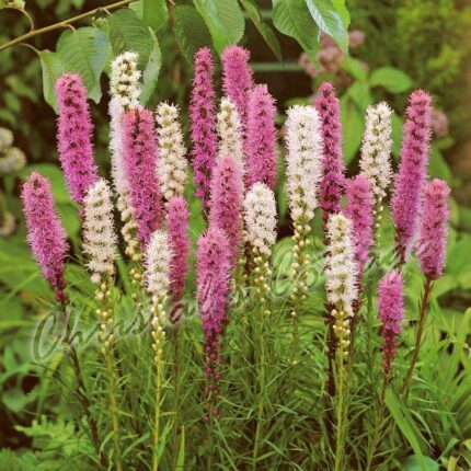 30 Liatris Spicata Gayfeather Spring Garden Bulb Corm Purple White Summer Flower